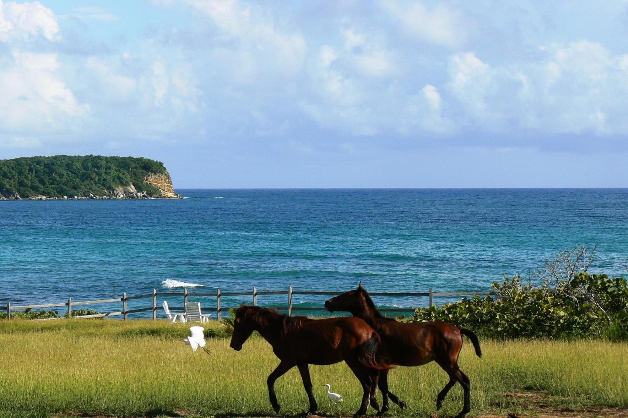 Blue Horizon Boutique Resort (Adults Only) ビエケス エクステリア 写真