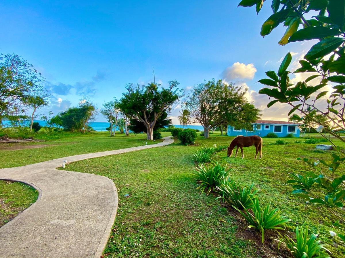 Blue Horizon Boutique Resort (Adults Only) ビエケス エクステリア 写真